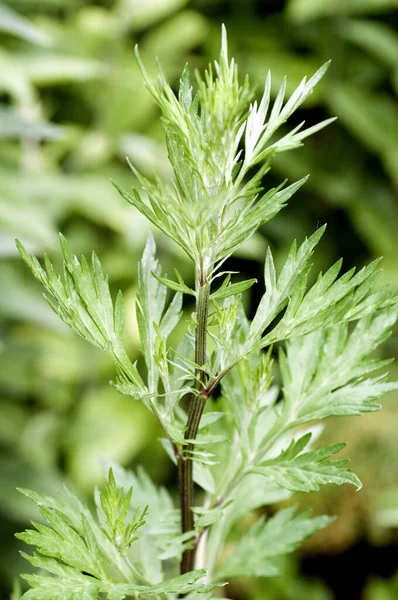 Beifuss Artemisia Vulgaris Heilpflanze Kraeuter Heilpflanzen — Stock Photo, Image