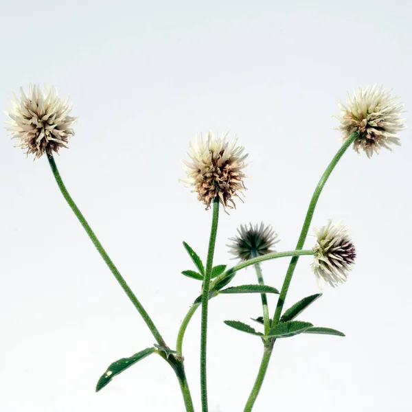 Berg Klee Trifolium Montanum — ストック写真