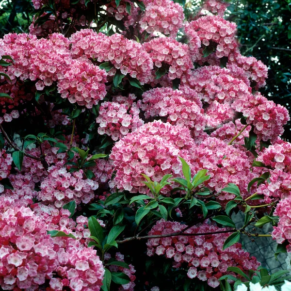 Bahçedeki Güzel Pembe Ortanca Çiçekleri — Stok fotoğraf