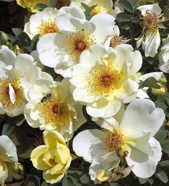 Vackra Blommor Blommigt Koncept Bakgrund — Stockfoto