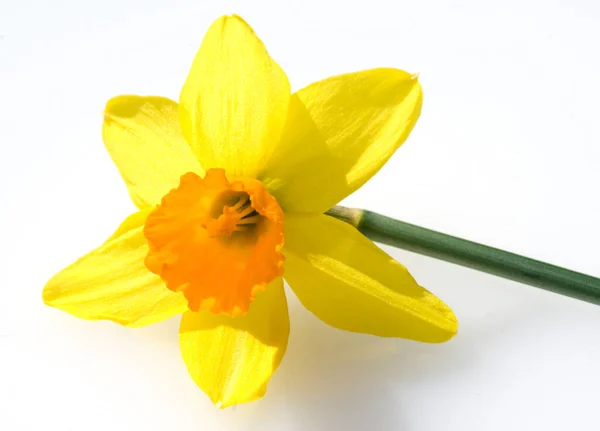 Gele Narcis Bloem Geïsoleerd Witte Achtergrond — Stockfoto