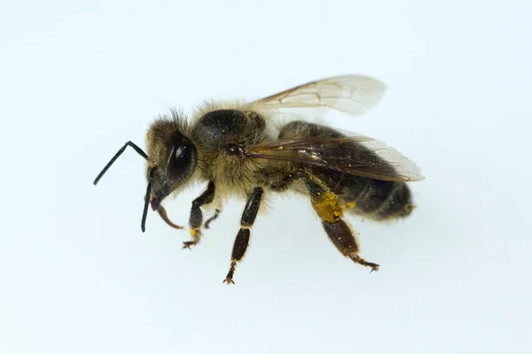 Biene Apis Mellifera Honigbiene Insekt — Φωτογραφία Αρχείου
