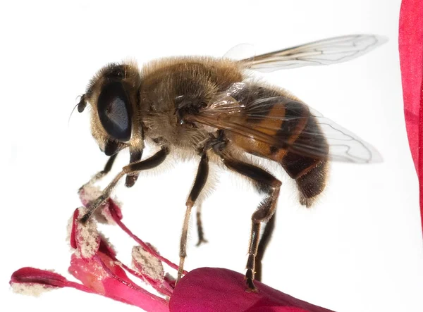 Пчела Белом Фоне — стоковое фото