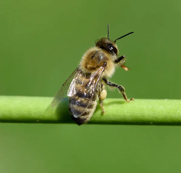 Honigbiene Apis Mellifera Ist Ein Wichtiges Insekt Zur Bestaeubung Von — Fotografia de Stock