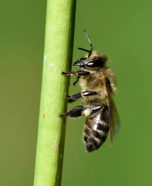 Honigbiene Apis Mellifera Ist Ein Wichtiges Insekt Zur Bestaeubung Von — Stockfoto