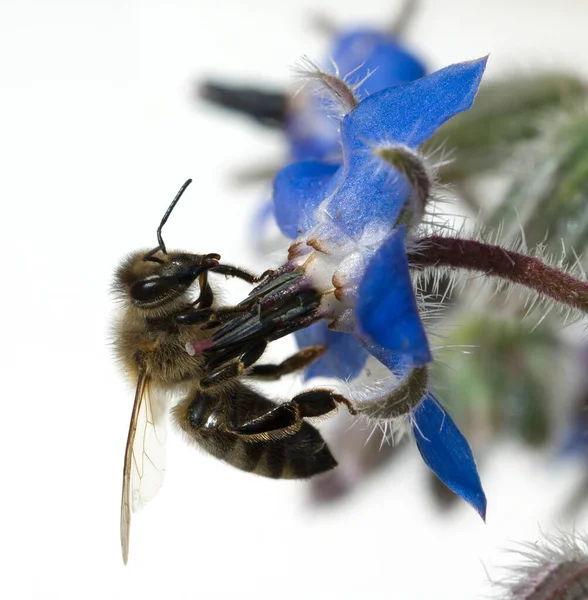 Biene Anflug Borretschbluete Borretsch Borago — стокове фото