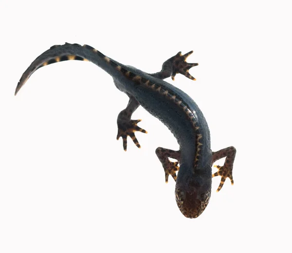 Lizard White Background — Stock Photo, Image