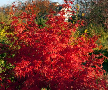Faecherahorn, Herbst, Acer clipart