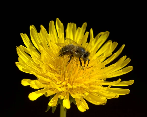 Biene Loewenzahn Taraxacum Officinale Wiesenpflanze — Photo