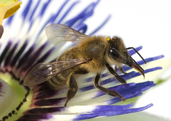 Bij Een Bloem — Stockfoto