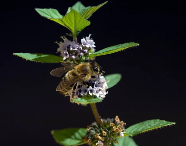 Biene Apis Mellifera Honigbiene Insekt Pfefferminze Mentha Piperita — стокове фото