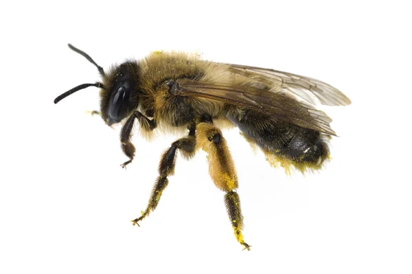 Biene Apis Mellifera Honigbiene — Φωτογραφία Αρχείου