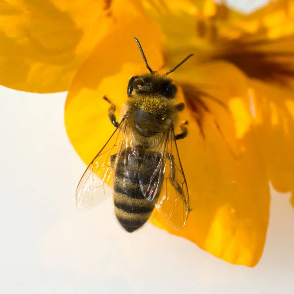 Bee Flower — Stock Photo, Image