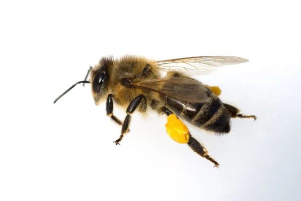 Biene Apis Mellifera Honigbiene — Stock fotografie