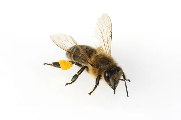 Biene Apis Mellifera Honigbiene — Fotografia de Stock