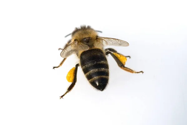 Бджола Білому Тлі — стокове фото