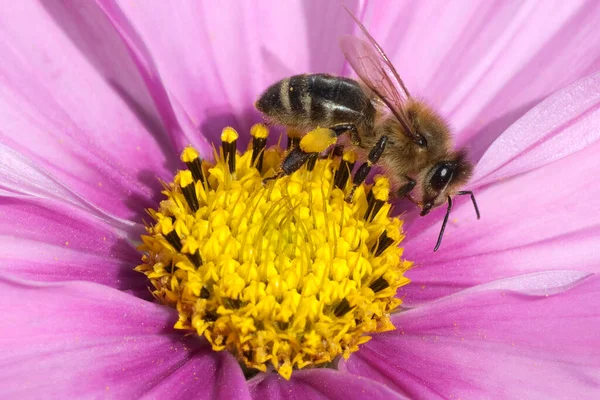 Biene Pollenhoeschen Apis Mellifera Kosmea — Foto Stock