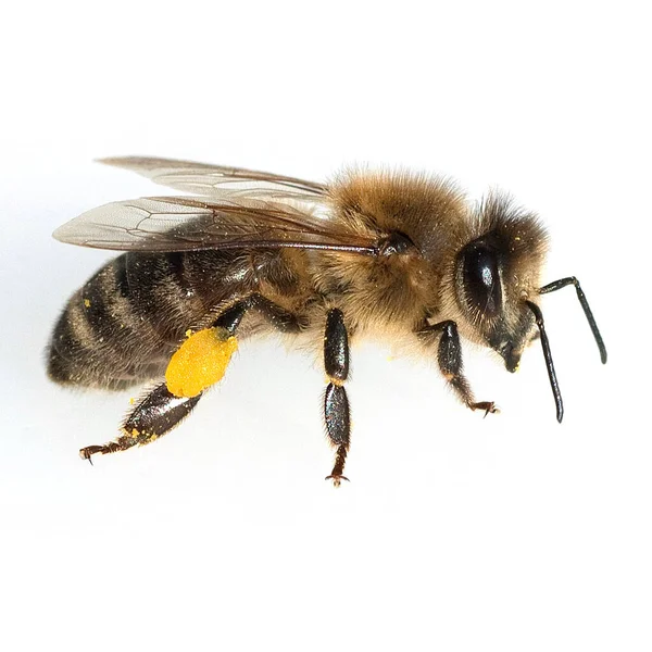 Včela Bílém Pozadí — Stock fotografie