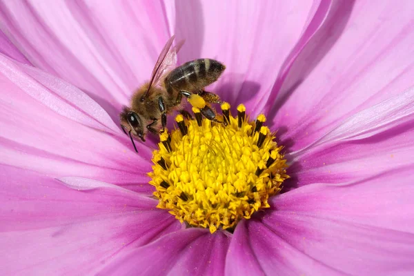 Biene Pollenhoeschen Apis Mellifera Kosmea — Zdjęcie stockowe