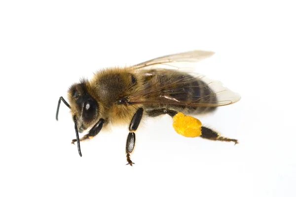 Biene Apis Mellifera Honigbiene — Stock Fotó