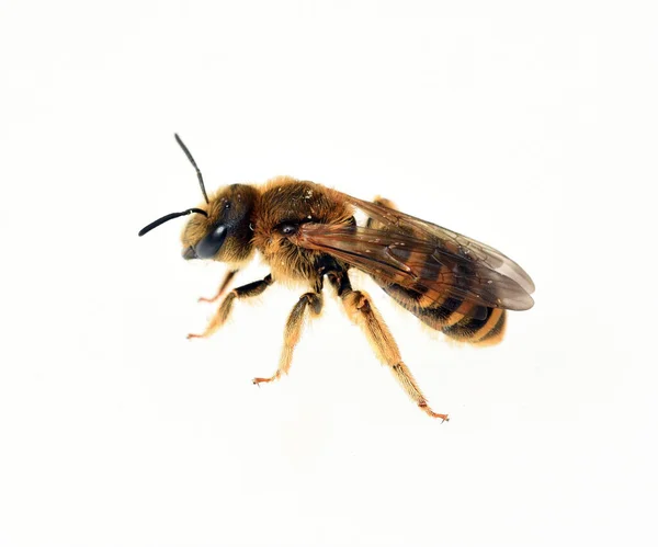 Бджола Білому Тлі — стокове фото