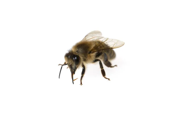 Biene Apis Mellifera Honigbiene Insekt — Stock fotografie