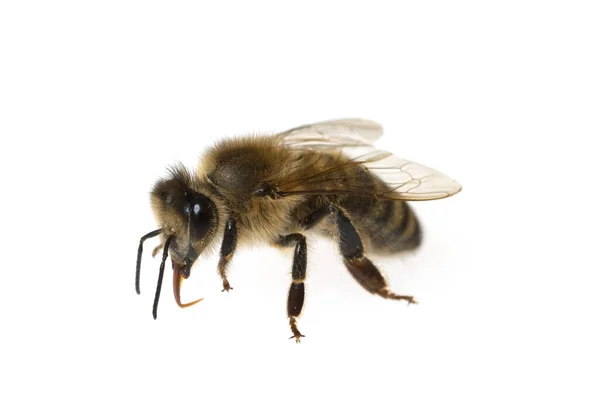 Biene Apis Mellifera Honigbiene Insekt — Fotografia de Stock