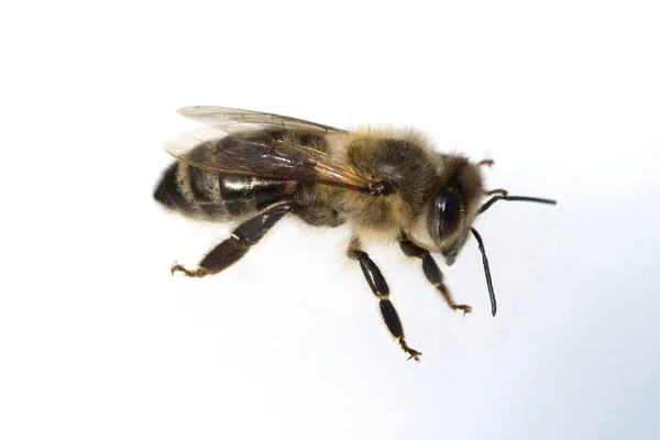 Biene Apis Mellifera Honigbiene — Stok Foto