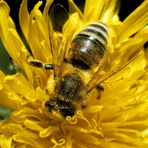 Biene Apis Mellifea Honigbiene Loewenzahn Taraxacum Officinale — 图库照片