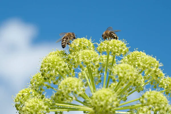 Engelwurz Angelica Archangelica Bienen — Stockfoto