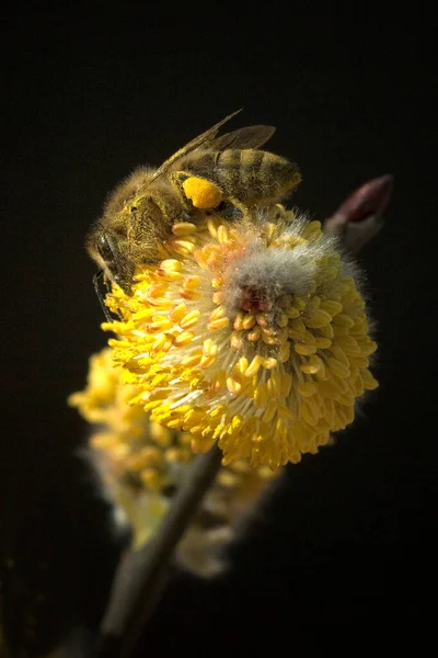 Weidenkaetzchen Biene Pollenhoeschen Apis — Stock Photo, Image