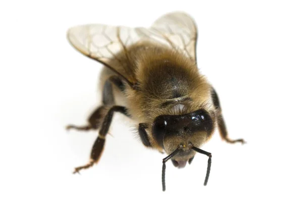 Biene Apis Mellifera Honigbiene Insekt — Foto de Stock
