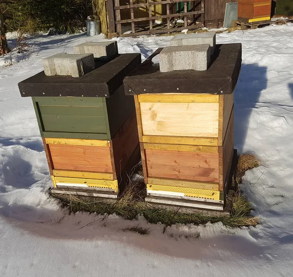 Bienen Bienenstock Inverno Schnee — Fotografia de Stock