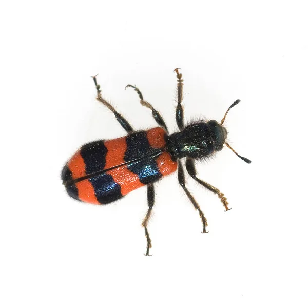 Lobisomem Bienal Cleridae Buntkaefer Trichodes Alvearius — Fotografia de Stock