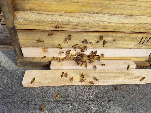 Μέλισσες Στην Κυψέλη Του Μελισσοκομείου — Φωτογραφία Αρχείου