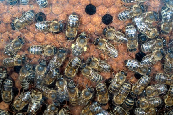 Close Bee Hive — стоковое фото