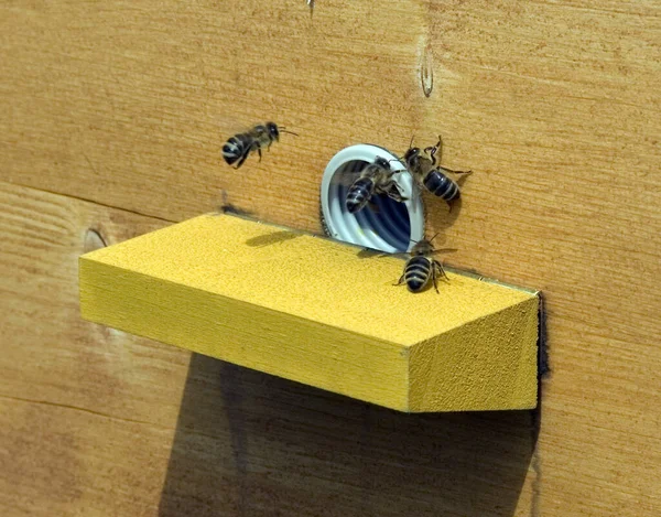 Κοντινό Πλάνο Μιας Μέλισσας Που Κάθεται Ξύλινο Πάτωμα — Φωτογραφία Αρχείου
