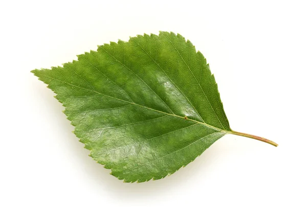 Зелене Листя Рослини Білому Тлі — стокове фото