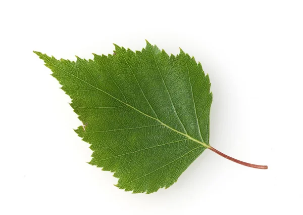 Birkenblaetter Vom Birkenbaum Lateinischer Naam Betula — Stockfoto