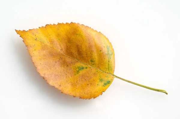 Hojas Otoño Sobre Fondo Blanco — Foto de Stock