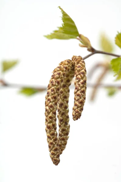 Schöne Botanische Aufnahme Natürliche Tapete — Stockfoto