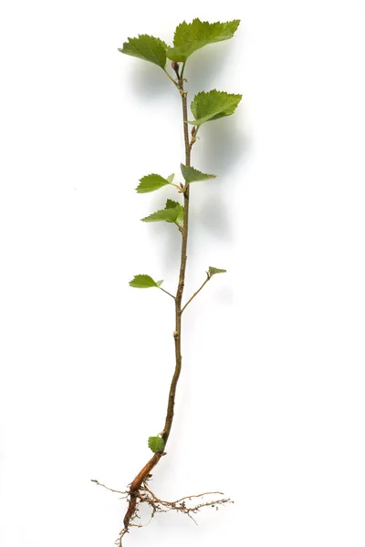 Birkenbaum Jungpflanze Sproessling Spross Jungba — Fotografia de Stock