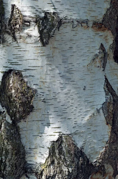 Zbliżenie Pnia Drzewa — Zdjęcie stockowe