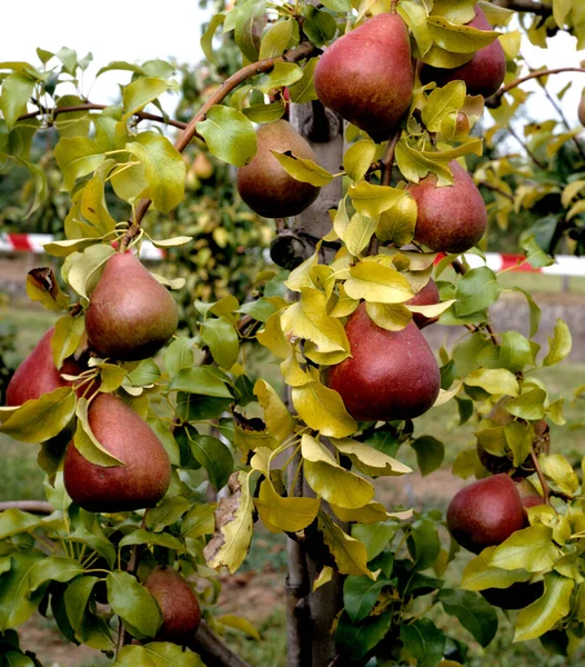 Reife Birnen Auf Einem Baum — Stockfoto