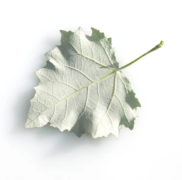 Zelené Listy Izolované Bílém Pozadí — Stock fotografie