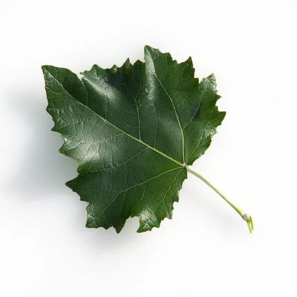 Groene Bladeren Witte Achtergrond — Stockfoto