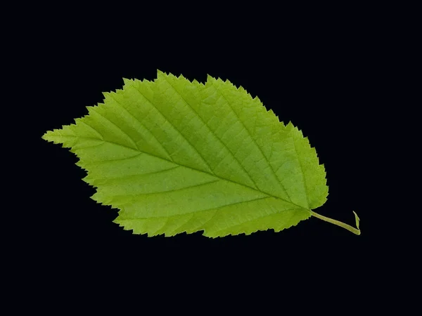 Siyah Arkaplanda Yeşil Yaprak Izole — Stok fotoğraf