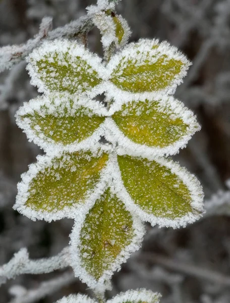 Vackert Vinterlandskap Med Snötäckta Löv — Stockfoto
