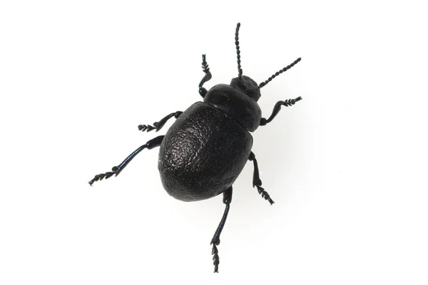 Escarabajo Negro Aislado Sobre Fondo Blanco — Foto de Stock