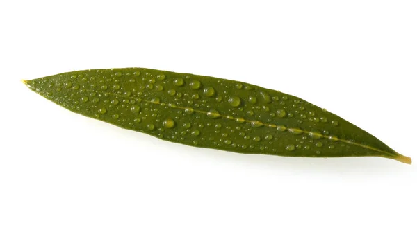 白い背景に隔離された植物の緑の葉 — ストック写真